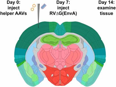 Monosynaptic Tracing Success Depends Critically on Helper Virus Concentrations